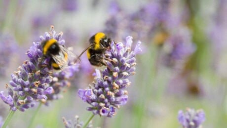 Bumble bees pollinating lavender (lavandula angustifolia) flowers.