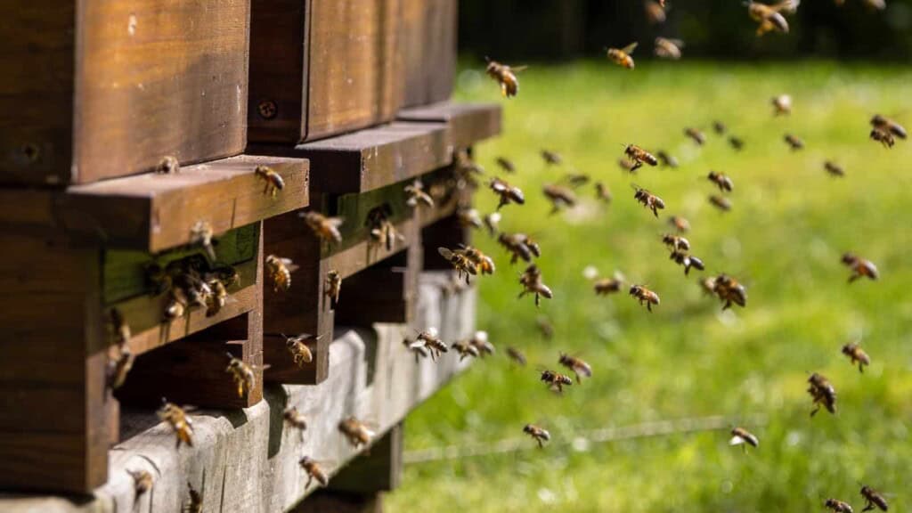 Bees returning to a man made hive.