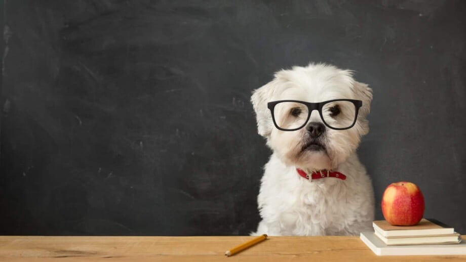 Small white dog professor with glasses on sitting behind a desk with an apple on it, in front of a blackboard