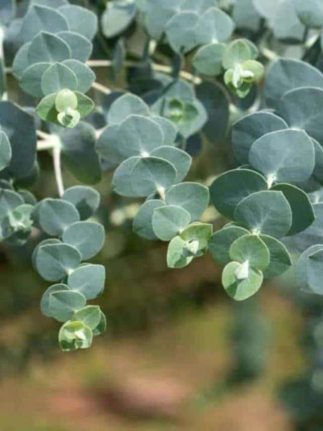 How to Grow and Care for Eucalyptus Plant (Indoors + Outdoors)