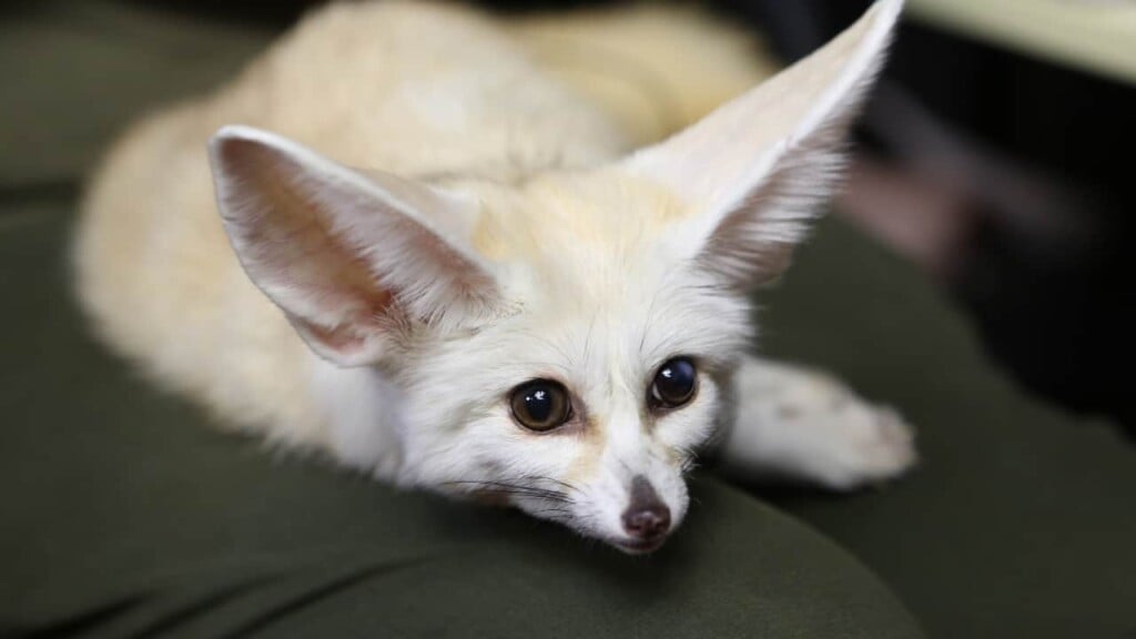 12 of the Cutest Animals in the World, According to the