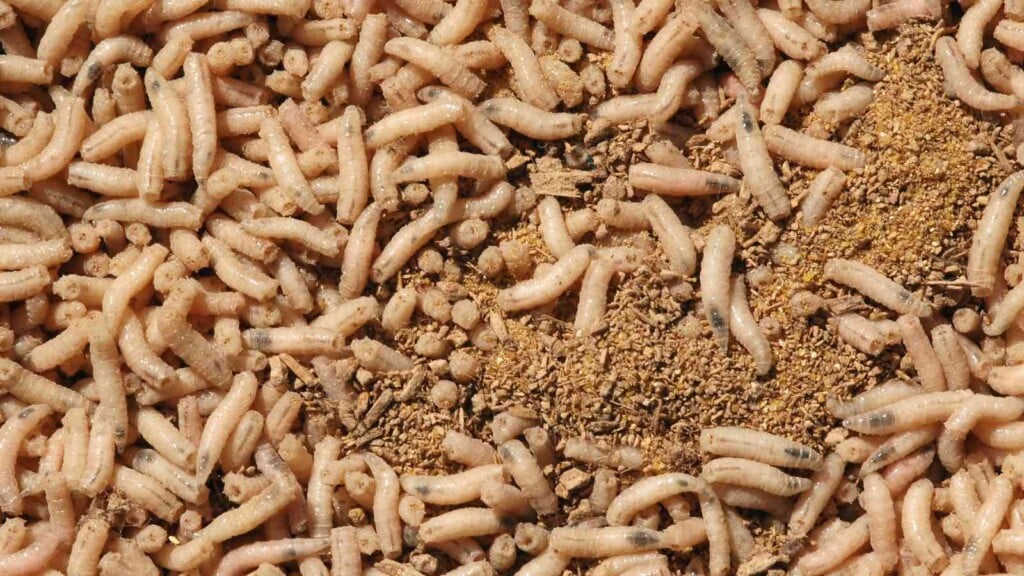 Fresh Cod Maggots How to Get Rid of Maggots Effectively (Indoors and Outdoors)