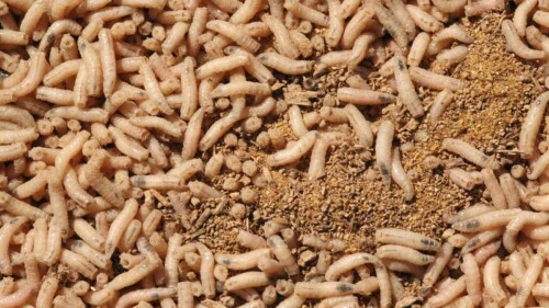 How to Get Rid of Maggots Effectively (Indoors and Outdoors)