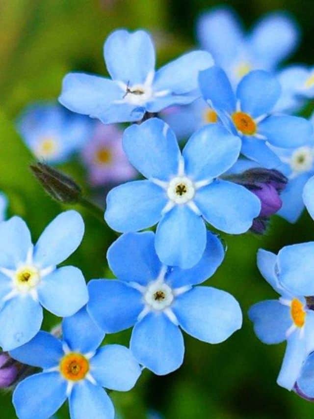 Me Not Plant Care Tips, Growing Guide, and Symbolism