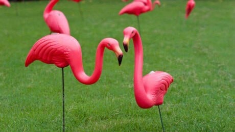 Multiple pink plastic flamingos on a lawn.