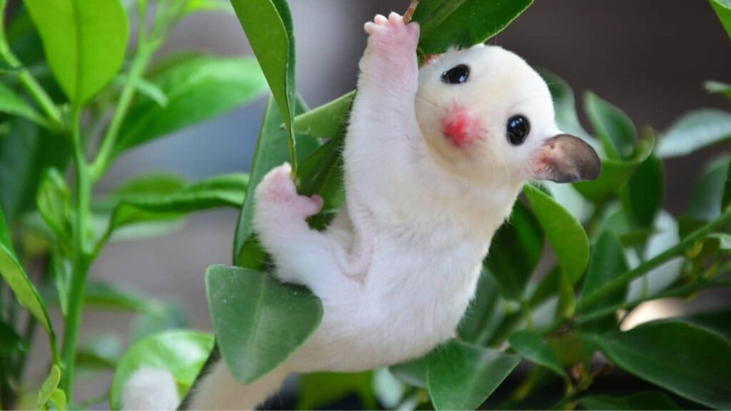 12 of the Cutest Animals in the World, According to the