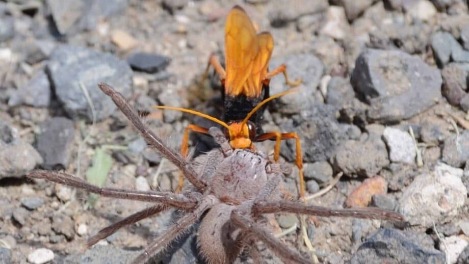 Tarantula Hawk Wasp Paralyzing a Tarantula