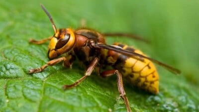 Hornet