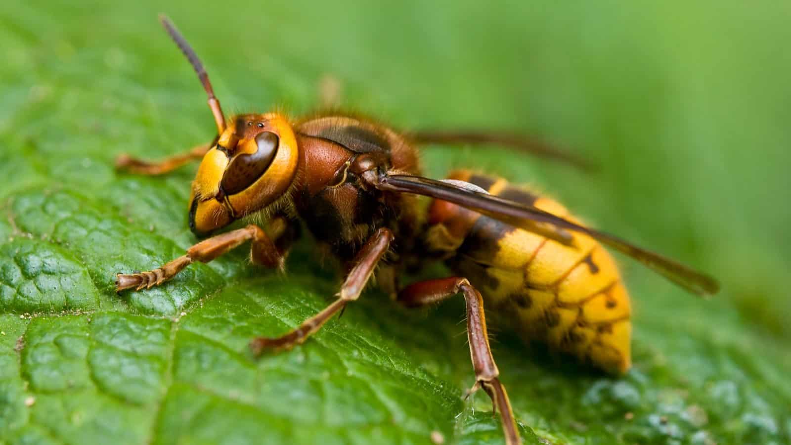 Hornet Vs Wasp How To Identify And Tell The Difference Hornet Vs Wasp How To Identify And Tell The Difference