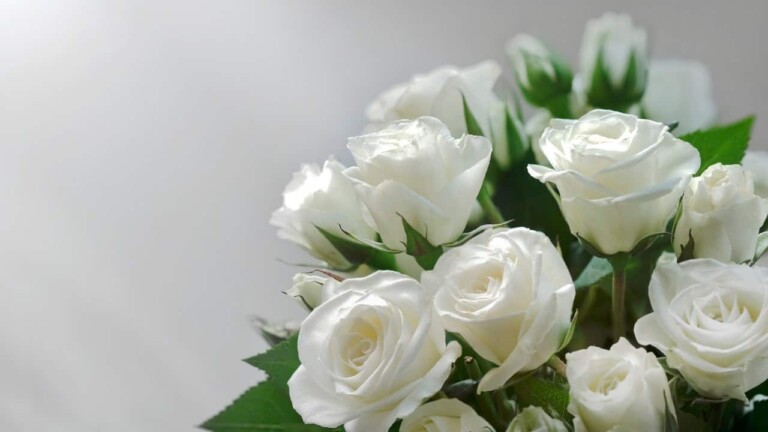 The Rose Whisperer! A Guide to the Meanings of Rose Colors