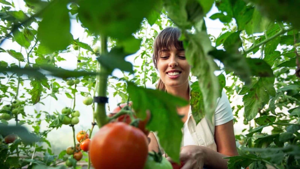 Female gardener harvesting tomato in garden