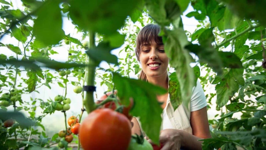 Female gardener harvesting tomato in garden
