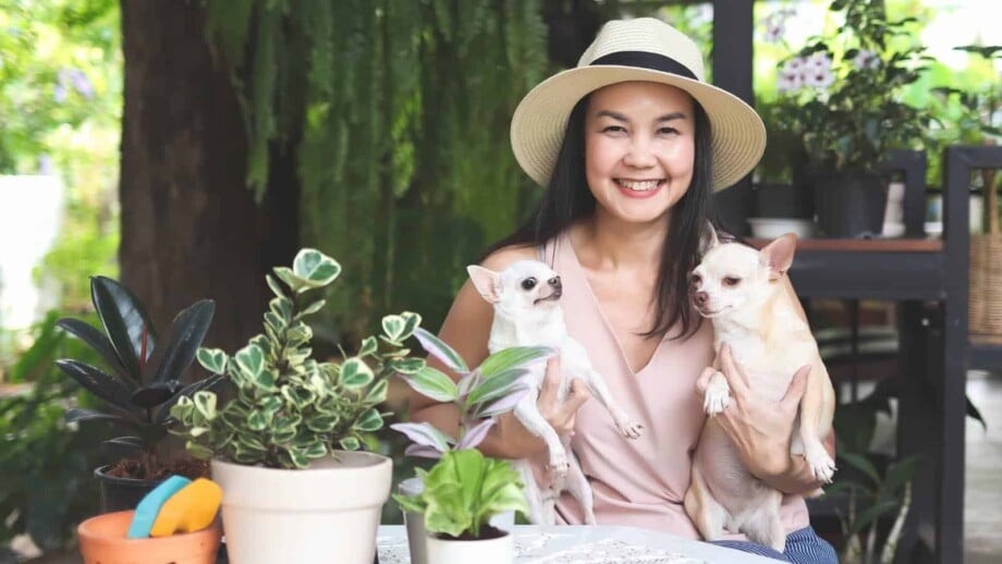 Asian woman wearing hat and sleeveless shirt sitting in the garden with house plant pot, holding two chihuahua dogs and smiling.
