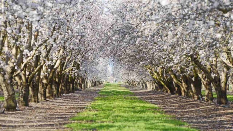 How to Grow and Care for Almond Trees