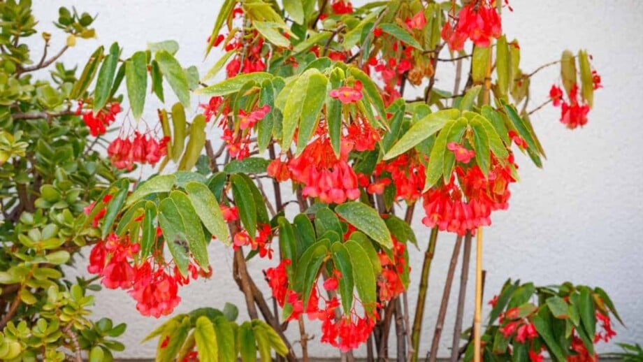 Angel Wing Begonia