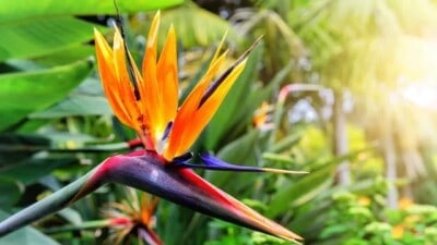 Bird of Paradise plants (Strelitzia species) are stunning tropical plants that can bring a touch of paradise to any garden. Here's how to grow and care for it.