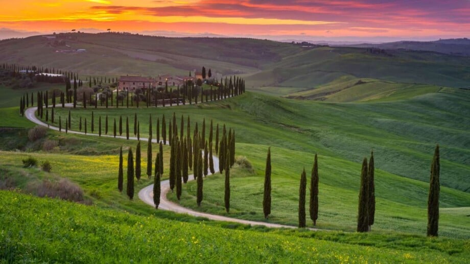 Cypress Trees