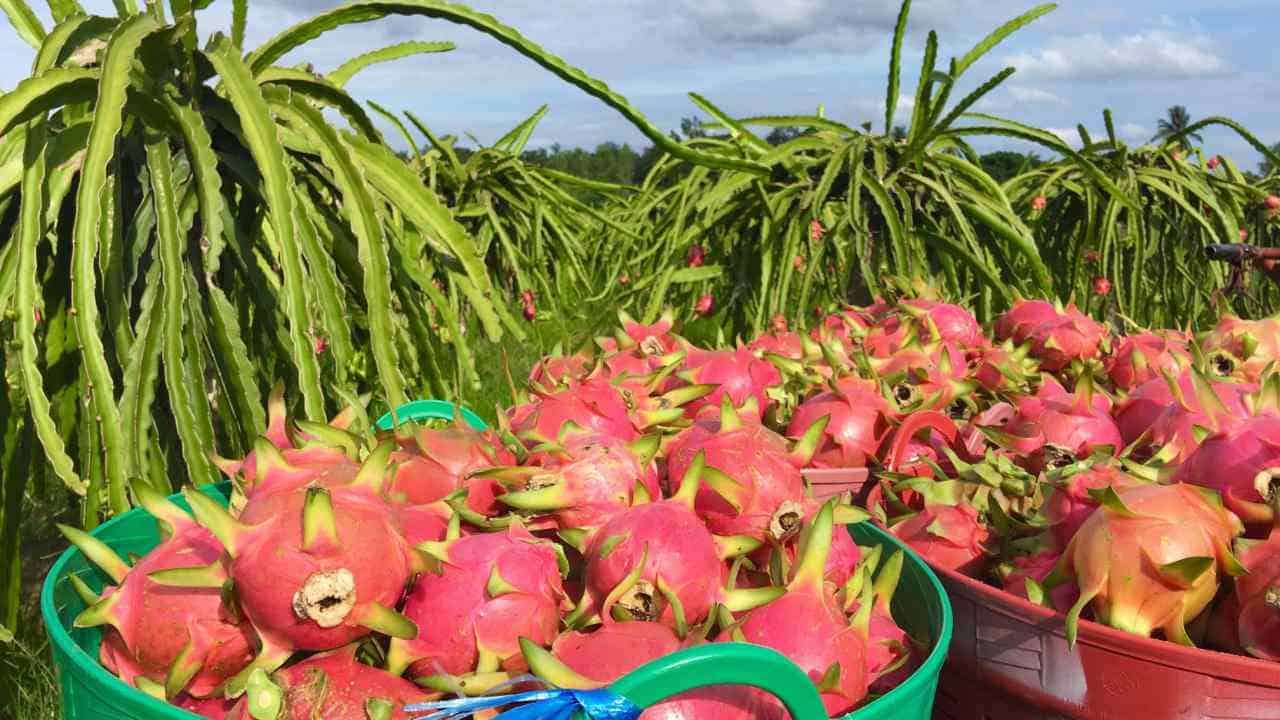 Dragon Fruit Plant Care How To Grow Dragon Fruit Pitaya 