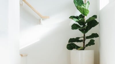Ficus Lyrata