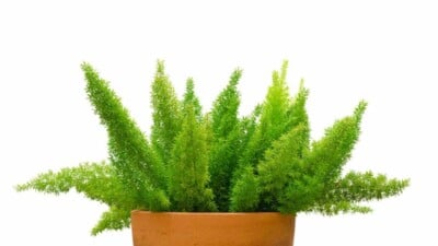 Foxtail Fern