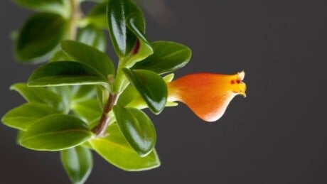 Goldfish Plant