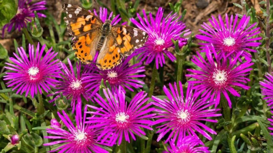 Ice Plant with a Painted Lady
