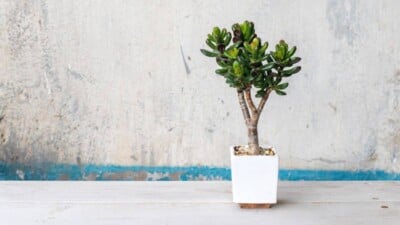 Jade Plant