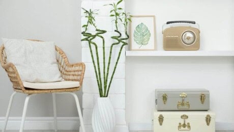 Lucky Bamboo