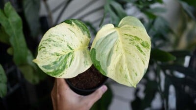 Manjula Pothos
