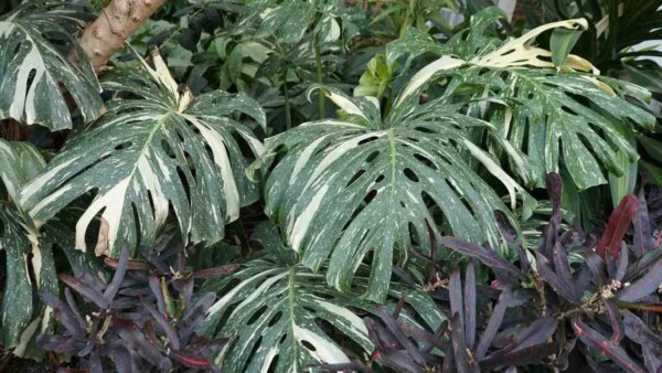 How to Grow and Care for Thai Constellation Monstera