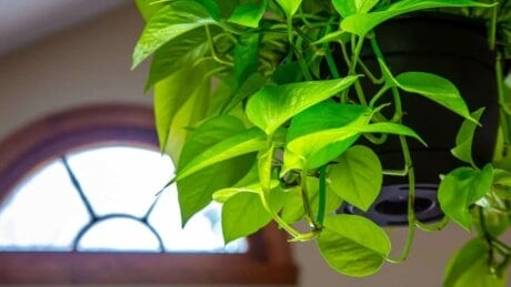 Neon Pothos