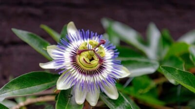 Passiflora caerulea or the bluecrown passionflower blooming in the garden