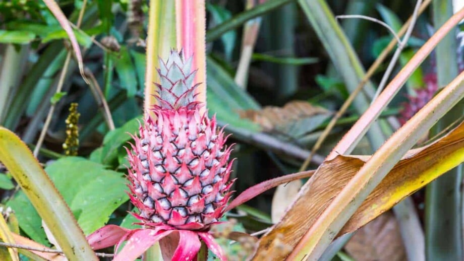 Pink Pineapple