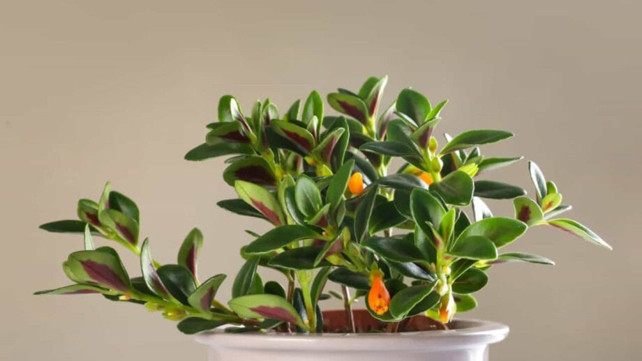 Image showcasing Goldfish Plant Care: How to Grow and Care for Goldfish Plant