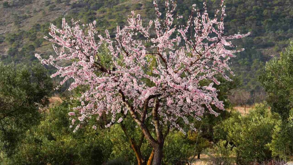 How to Grow and Care for Almond Trees