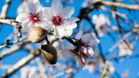 How to Grow and Care for Almond Trees