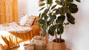 Rubber Plant