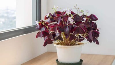 Shamrock Plant