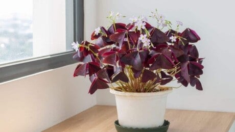 Shamrock Plant
