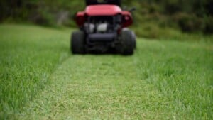 St Augustine Grass
