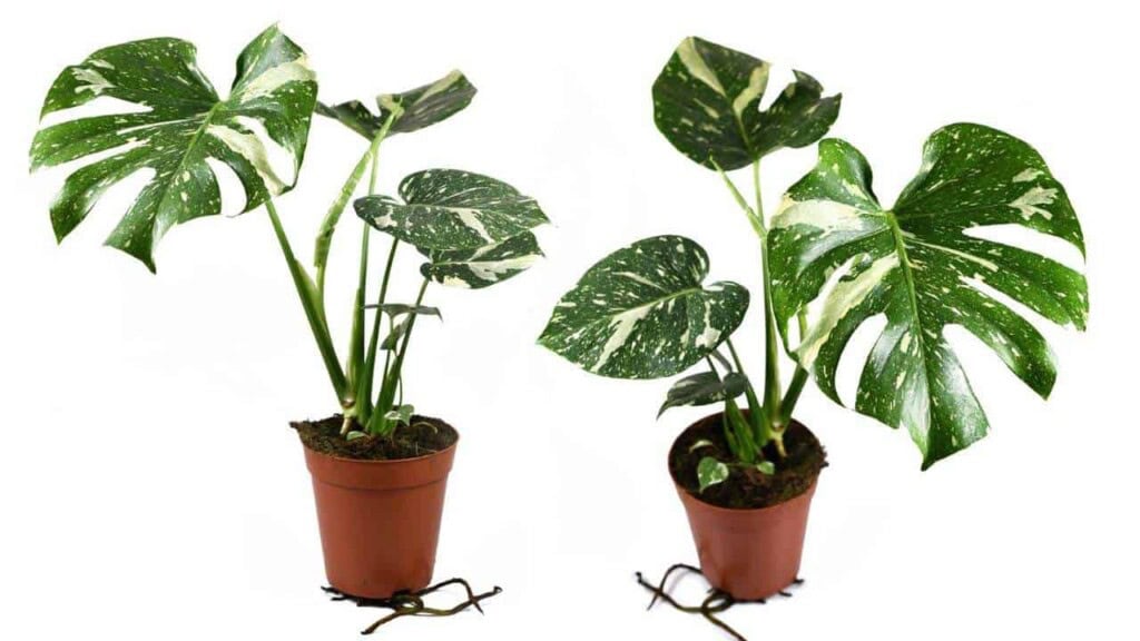 How to Grow and Care for Thai Constellation Monstera