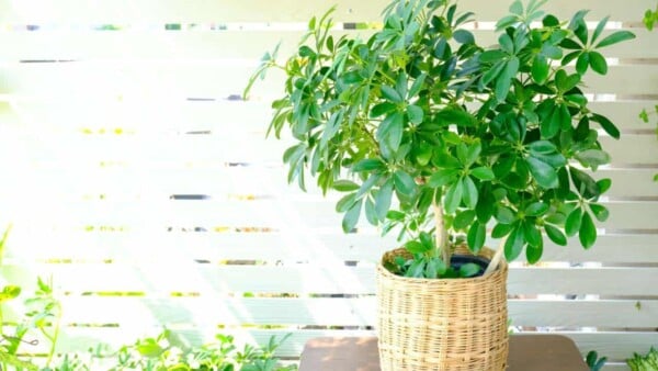 Umbrella Tree Guide: How to Grow and Care for Schefflera