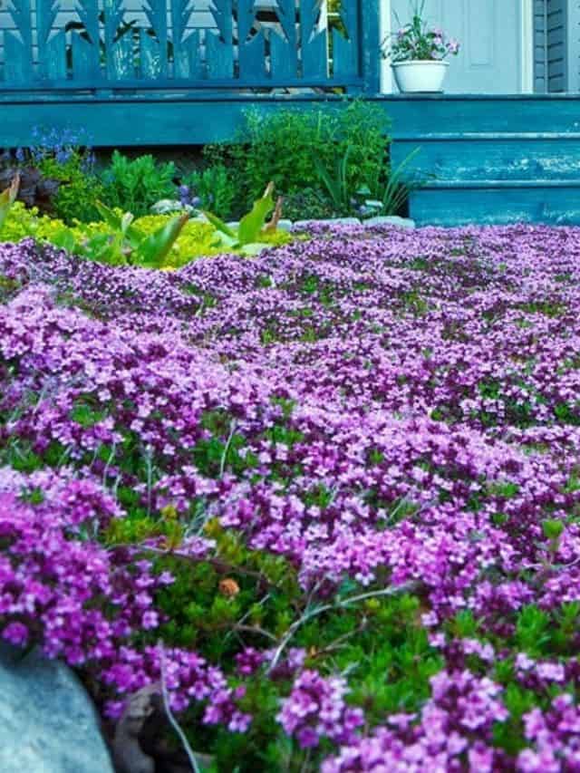 Top LowMaintenance Grass Alternatives for Your Backyard Natural