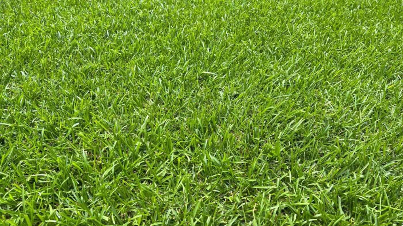 how-to-plant-grow-and-care-for-centipede-grass-lawn