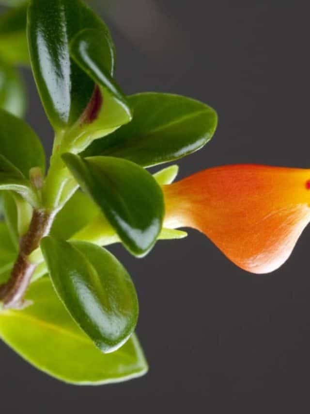 Goldfish Plant Care How to Grow and Care for Goldfish Plant