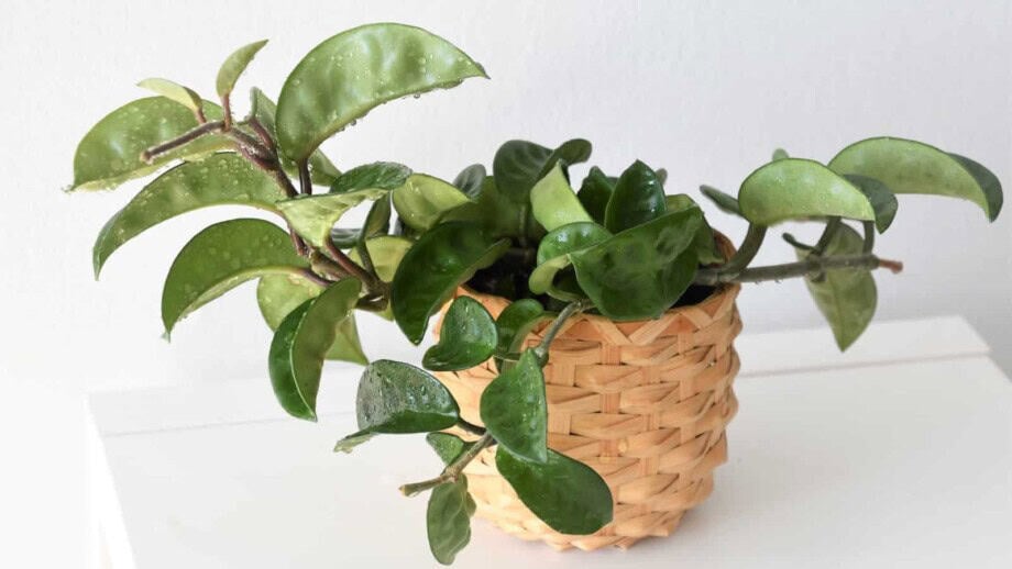 Hoya Carnosa: Complete Plant Care and Growing Guide