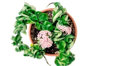 Hoya Carnosa - Top View