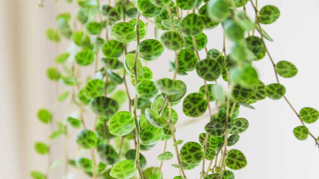 String of Turtle Leaves