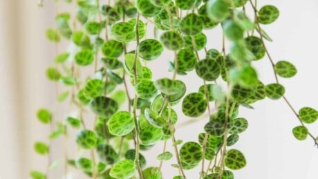 String of Turtle Leaves