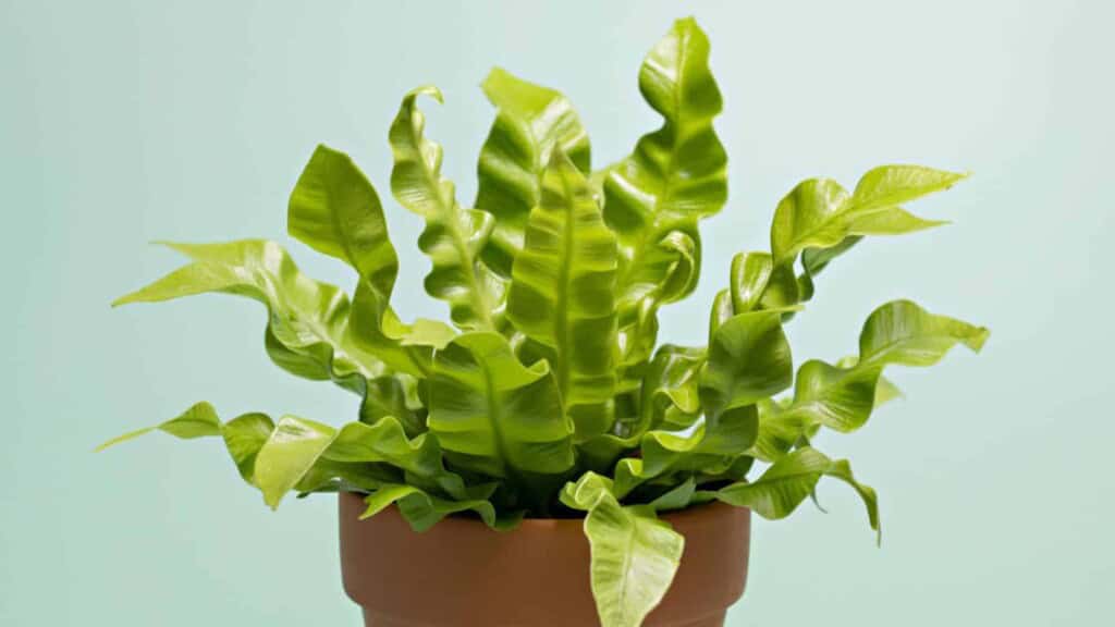 Bird’s nest fern isolated on green background